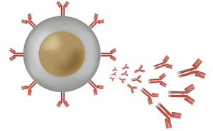 Royalties Over Lupus Treatment Terminated by Patent Disclaimer 